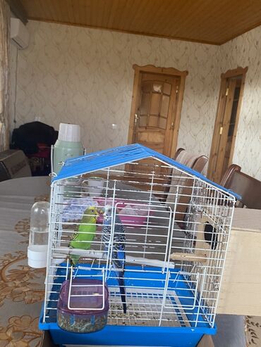 Qəfəslər: Ev dalğalı tutuquşu dəsti - İki ədəd dalğalı tutuquşu (bir — 5