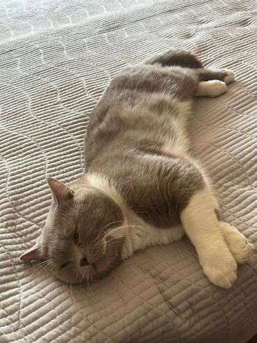 собака для охоты: Кот британского типа, плюшевый, окрас би-колор: дымчато-серый с белыми