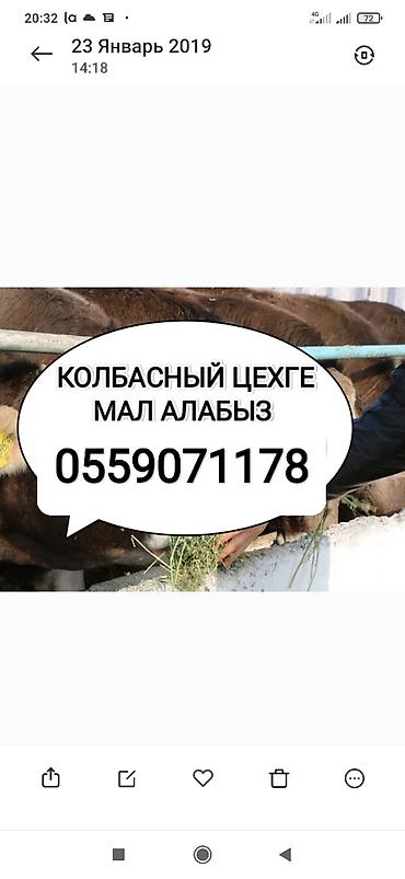 Частное лицо, Колбасный цех : Коровы, быки, Лошади, кони, | Круглосуточно, Любое состояние, Забитый at lalafo.kg Частное лицо, Колбасный цех : Коровы, быки, Лошади, кони, | Круглосуточно, Любое состояние, Забитый