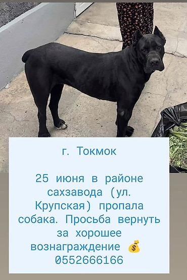 боос кой: Объявление: пропала собака - Город: Токмок - Дата и место: 25 июня — 1
