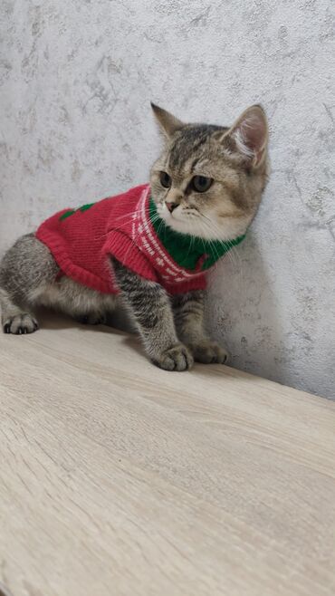 Pişiklər: Qızıl şinşilla, Erkək, Yaxşı əllərə, Ödənişli çatdırılma, Ünvandan götürmə — 6