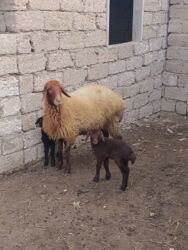 Qoyunlar, qoçlar: Yanı balalı 3 dənə qala cinsi qoyunlar və bir yerli qoyun satılır -da lalafo.az — 1 Qoyunlar, qoçlar: Yanı balalı 3 dənə qala cinsi qoyunlar və bir yerli qoyun satılır — 1