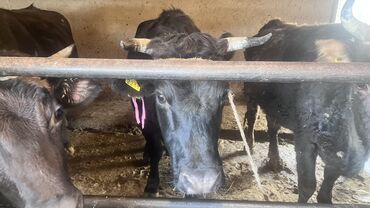 Коровы, быки: Продаю | Корова (самка) | Для разведения | Привязанные — 4