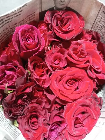 продажа комнатных цветов: Продаю местные розы, 30 сом, от 50 см до 90 см. Самовывоз село