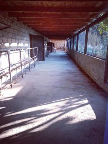 Anbar və emalatxanalar: Ferma təsərrüfatı üçün hazır təsərrüfat sahəsi və tikililər - — 5