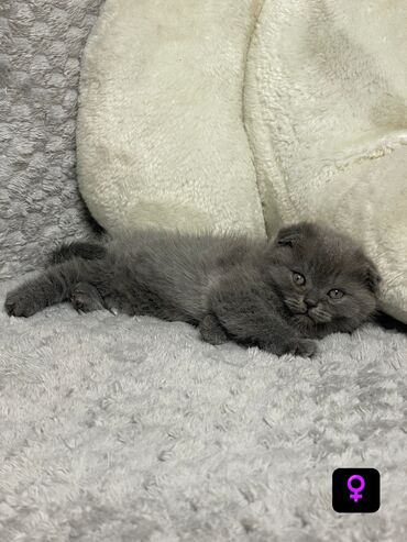 шотландская вислоухая лиловая: Шотландские вислоухие котята