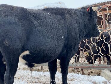 Коровы, быки: Продаю | Бык (самец) | Ангус | На откорм | Племенные — 2