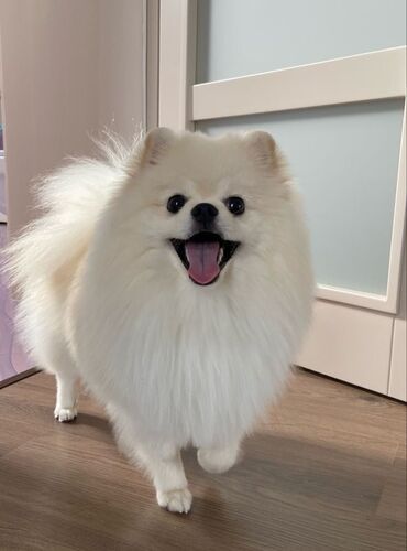 Продажа собак: Продаю шпица 🥺 очень ласковая и добрая, не умеет кусаться, очень