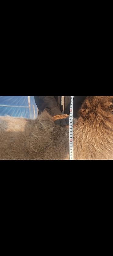 Баран, овца: Продаю | Овца (самка) | Арашан | Для разведения | Котные — 3