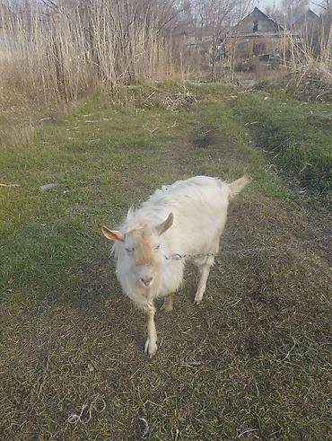 Козы, козлы: Продаю | Козёл (самец) | Для разведения | Племенные — 5