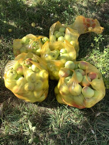 где купить пророщенную пшеницу: Яблоки Оптом