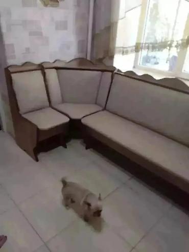 Ремонт, реставрация мебели: Ремонт перетяжка стульев, кресло, кушетки, кровати, диваны, ремонт — 17