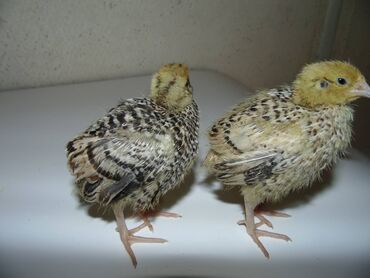 Животные: Продаю | Цыплята