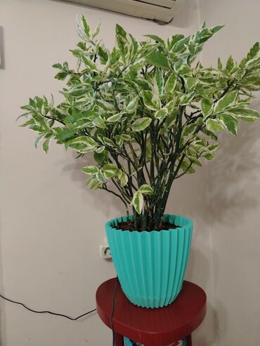 цветок заячьи ушки: Variegatlı otaq bitkisi – dekorativ kol tipli - Yarpaqlar: Açıq-yaşıl at lalafo.az цветок заячьи ушки: Variegatlı otaq bitkisi – dekorativ kol tipli - Yarpaqlar: Açıq-yaşıl