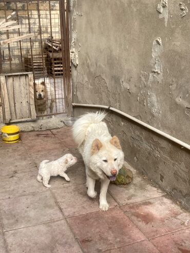 buldok iti: Çau-Çau, 1 il, Dişi