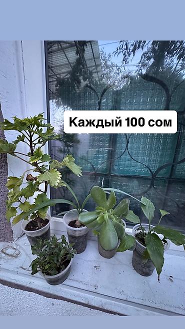 Уход за растениями: Комнатные растения в горшках и стаканчиках. - Различные молодые — 8