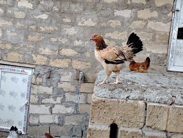 Cücələr: Toyuq, Kuçin, Yumurtalıq