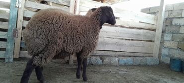 Qoyunlar, qoçlar: Togluların biri 8aylıq biri 6 aylıqdı damazlıga yararlıdır qiymetleri — 1