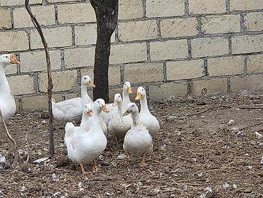ruan ordək: Qarisiq hem lal hem dili ördekler satilir kom seklinde.11 ededi.5 — 1