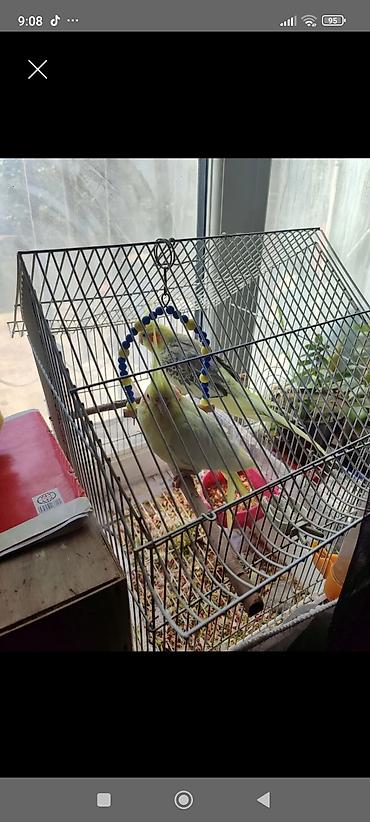 Qəfəslər: Nymph paraketləri (cockatiel) və qəfəs dəsti - İki ədəd nymph — 1