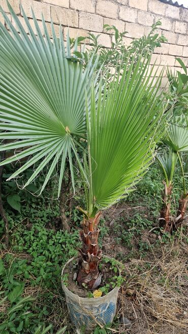 Ağaclar: Vaşınqton palma ağacları satılır qiymətlər palmaya görə dəyişir 10 -da lalafo.az — 17 Ağaclar: Vaşınqton palma ağacları satılır qiymətlər palmaya görə dəyişir 10 — 17
