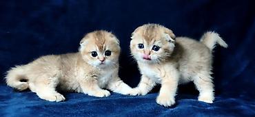 Продажа кошек: Скотиш Фолд (Шотландская вислоухая), 2 месяца, Девочка, Золотая шиншилла — 10