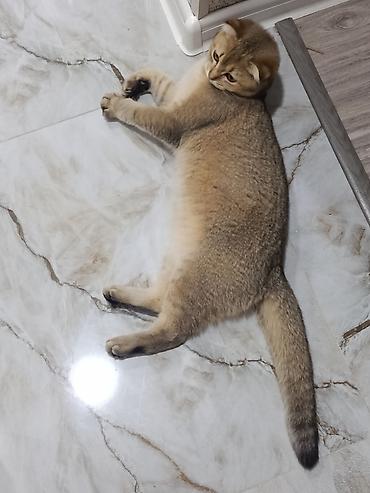 bengal cat: Qızıl şinşilla, Dişi — 3