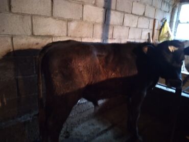 бельгийский бык: Продаю | Бык (самец) | Алатауская | На откорм