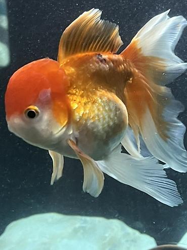 akvarium balıq novləri: Oranda, Sülhsevər — 2