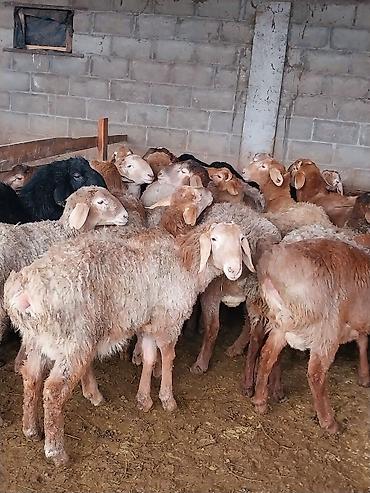 Баран, овца: Продаю | Баран (самец) | Для разведения | Матка — 14