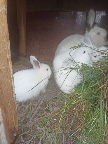 Декоративные кролики: Продаю крольчат, возраст один месяц 
порода Калифорнийские