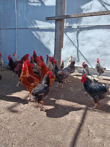 Digər quşlar: Kuban ördəyi hamsı erkəydı ətlik. Kənd beçəsi hamsı xoruzudu sağlam — 6