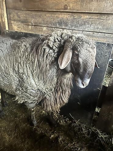 Баран, овца: Продаю | Баран (самец) — 2