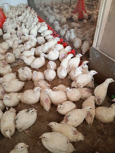 yerli cücələr: Bildirçin Texas kəsilmiş. cücə. 5 günlük. 10 günlük. 30 günlük