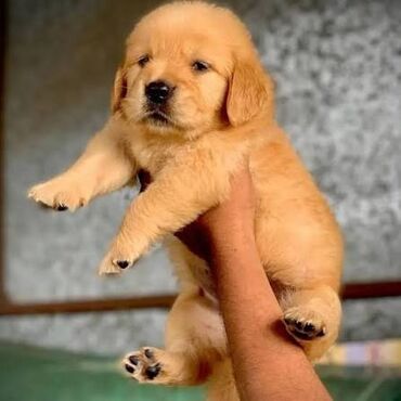 it haski: Retriever, 2 ay, Erkek, Peyvəndli