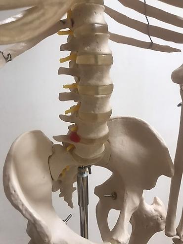 Медтовары: Viva Science tam ölçülü insan skeleti modeli - Brend: VIVA SCIENCE — 6