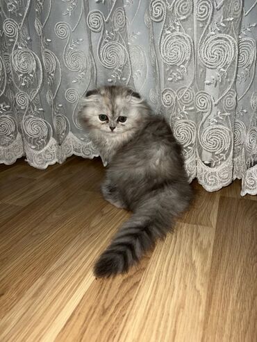 Pişiklər: Şinşilla, Dişi — 10