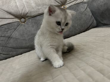 Pişiklər: Şinşilla, Dişi, Ünvandan götürmə — 4