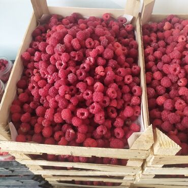 купить коробки для пиццы: Малина Чекене, Акысыз жеткирүү