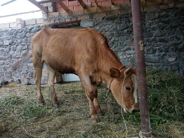 simental inekleri: Simental düyə 1 yaş 1 aylıq 130 kilodan kox əti var damazlıqada