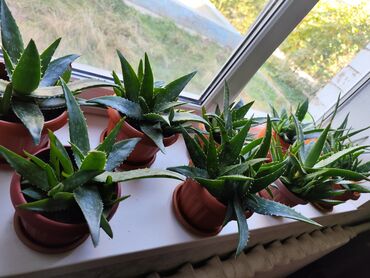 комнатные растение: Алоэ вера натуральный 5 лет низкорослый широколистный пятнистый