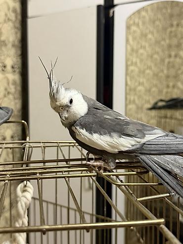 feniks quşu: Nimfa (cockatiel) – boz-ağ rəngli, qalxan daraqlı gözəl ev quşu — 3
