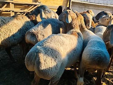 бенгалская кошка даром: Продаю | Баран (самец) | Гиссарская, Арашан | На забой — 3