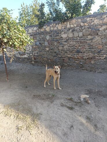 kangal iti satilir: Гурдбасар, 9 месяцев, Самка, Самовывоз