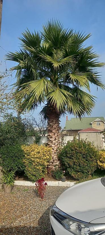 sakura agaci: Palma Vaşinqton . 3 metreden 8 9 metreye kimi 1 ədədi 400manatdan — 3
