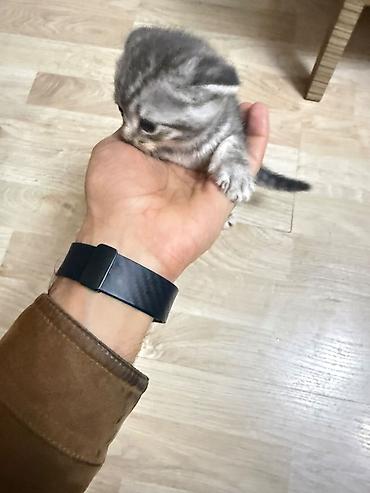 bala pişiylər: Salam . Bala pişiklər. 150 azn — 7