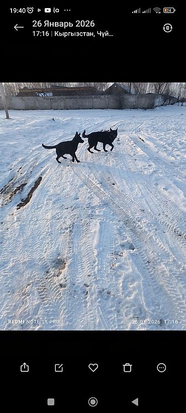 Продажа собак: Восточноевропейская овчарка, 10 месяцев, Самец, С родословной — 3