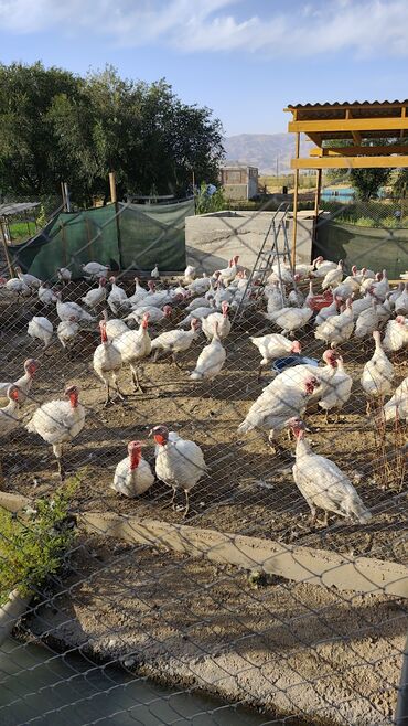 продам домик для кошки: Сатам | Эркек күрп | Бройлер | Союуга | Асыл тукумдуу