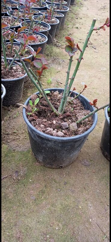 Şitillər: Məhsul: Gül kolları (gül fidanları) Təsvir: soyuqa davamlı 2 azn 3 — 15