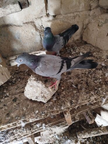 Göyərçinlər: Şəkillərdə müxtəlif rənglərdə və bəzi fərqli xüsusiyyətlərə malik — 2